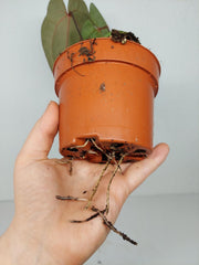 Anthurium Ace of Spades x Crystallinum Hybrid