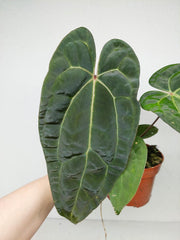Anthurium Ace of Spades x Crystallinum Hybrid