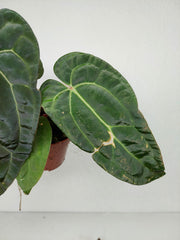 Anthurium Ace of Spades x Crystallinum Hybrid