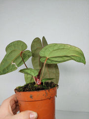 Anthurium Ace of Spades x Crystallinum Hybrid