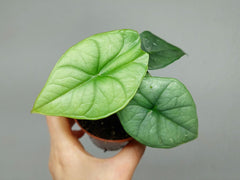 Alocasia Platinum