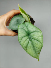 Alocasia Platinum