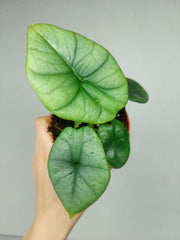 Alocasia Platinum