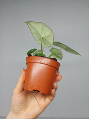 Alocasia Platinum