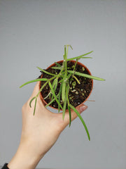 Hoya Linearis