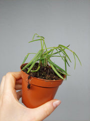 Hoya Linearis