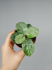 Hoya Mathilde Splash