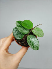Hoya Mathilde Splash