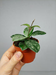 Hoya Mathilde Splash
