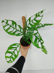 Monstera Obliqua Peru