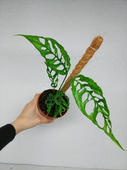 Monstera Obliqua Peru