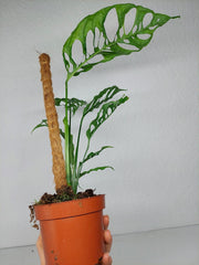 Monstera Obliqua Peru