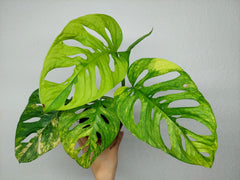Monstera Adansonii Aurea