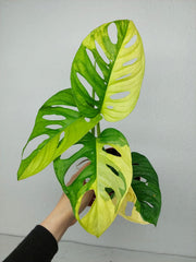 Monstera Adansonii Aurea