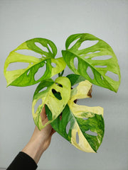 Monstera Adansonii Aurea
