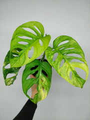 Monstera Adansonii Aurea