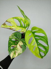 Monstera Adansonii Aurea