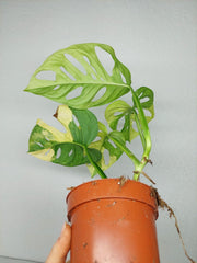 Monstera Adansonii Aurea