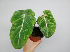 Philodendron Gloriosum Snow Leopard