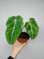 Philodendron Gloriosum Snow Leopard