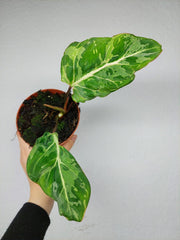 Philodendron Gloriosum Snow Leopard