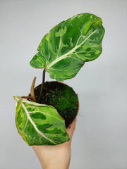 Philodendron Gloriosum Snow Leopard