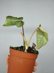 Philodendron Gloriosum Snow Leopard