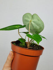Anthurium Clarinervium