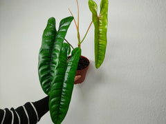 Philodendron Felix