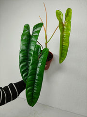 Philodendron Felix