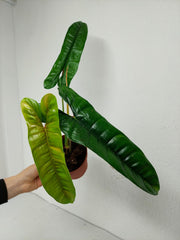 Philodendron Felix