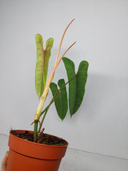 Philodendron Felix
