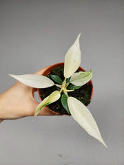 Philodendron Florida Ghost