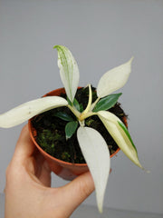 Philodendron Florida Ghost