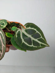 Anthurium Zara x Michelle X Red Crystallinum
