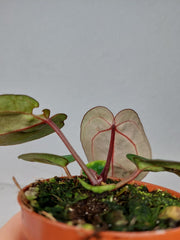 Anthurium Zara x Michelle X Red Crystallinum