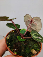 Anthurium Zara x Michelle X Red Crystallinum