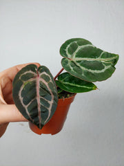 Anthurium Zara x Michelle X Red Crystallinum