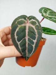 Anthurium Zara x Michelle X Red Crystallinum