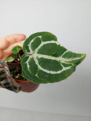 Anthurium Zara x Michelle X Red Crystallinum