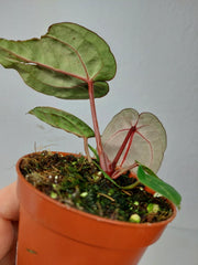 Anthurium Zara x Michelle X Red Crystallinum