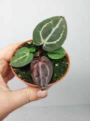 Anthurium Zara x Michelle X Red Crystallinum
