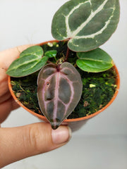 Anthurium Zara x Michelle X Red Crystallinum