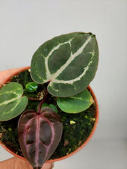 Anthurium Zara x Michelle X Red Crystallinum