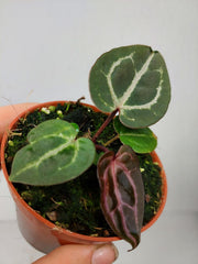Anthurium Zara x Michelle X Red Crystallinum