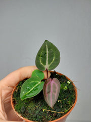 Anthurium Zara x Michelle X Red Crystallinum