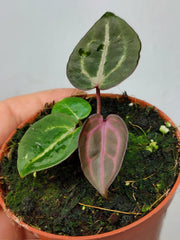 Anthurium Zara x Michelle X Red Crystallinum