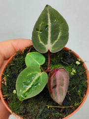 Anthurium Zara x Michelle X Red Crystallinum