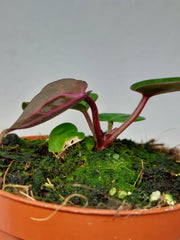 Anthurium Zara x Michelle X Red Crystallinum