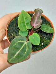 Anthurium Zara x Michelle X Red Crystallinum